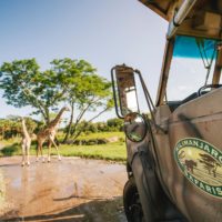 Kilimanjaro Safaris