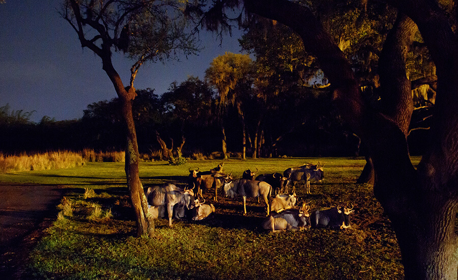 Kilomanjaro Safaris Noturno