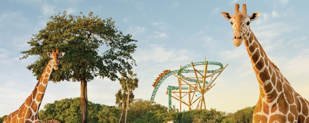 Busch Gardens Tampa