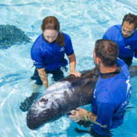 SeaWorld & Busch Gardens Conservation Fund