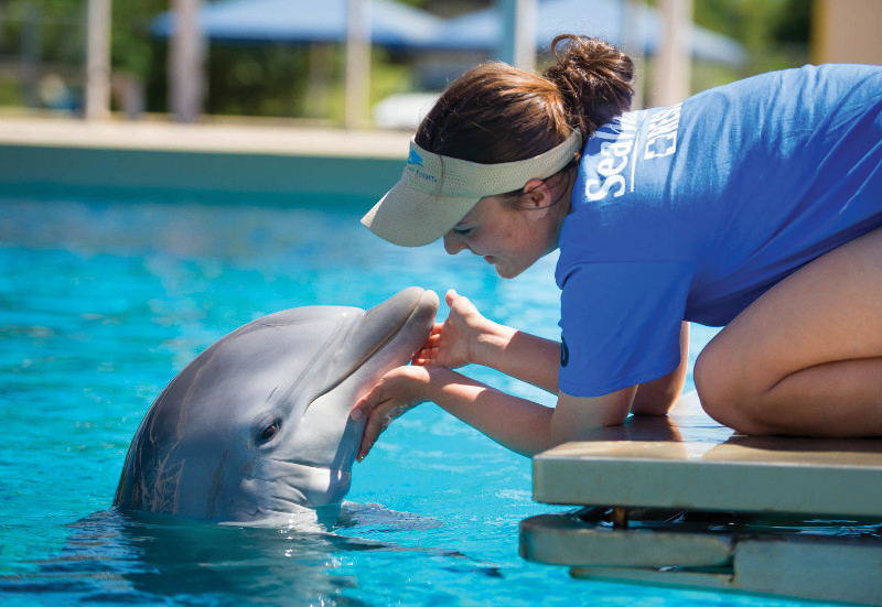 Dolphin inside look