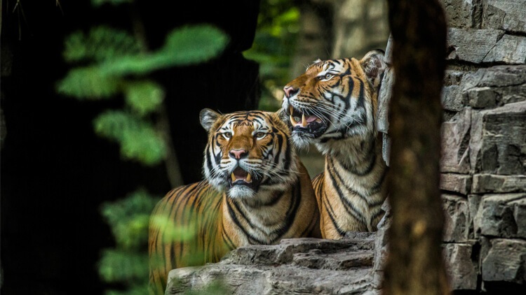 Tigres Busch Gardens