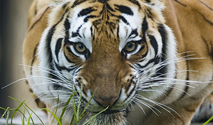 Tigres Busch Gardens