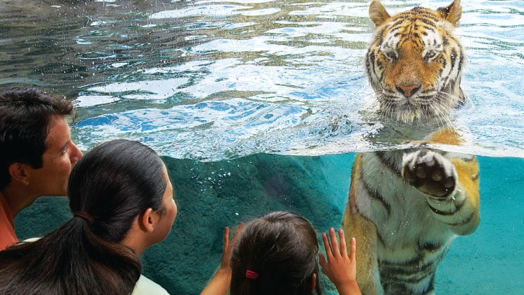 Novo tigre ameaçado chega ao Busch Gardens Tampa Bay