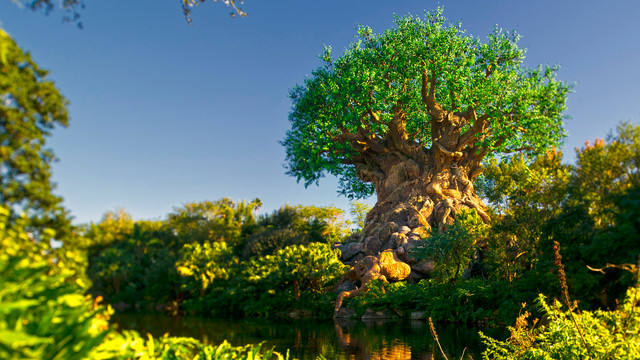 Animal Kingdom