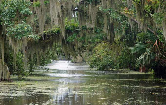 A Princesa e o Sapo - Pântanos de Nova Orleans EUA
