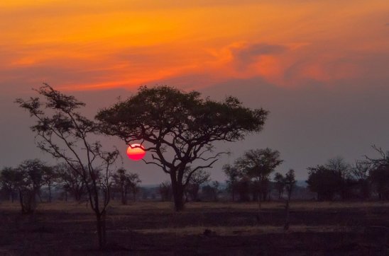 O Rei Leão - Serengeti Tanzânia