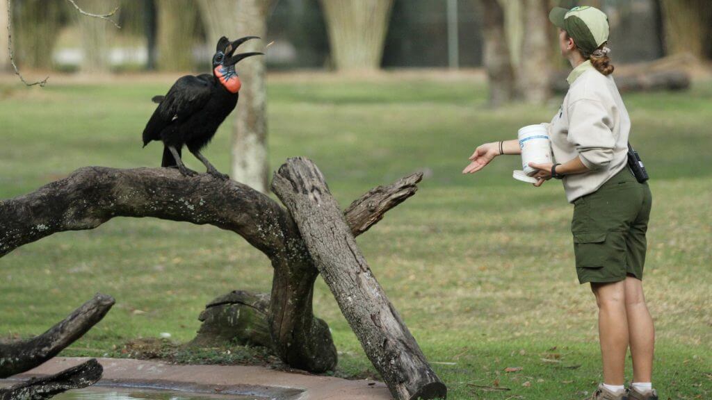 a magia do disneys animal kingdom