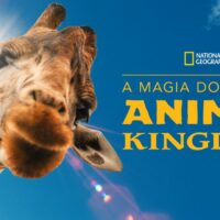 a magia do disneys animal kingdom