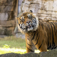 Tigre Busch Gardens