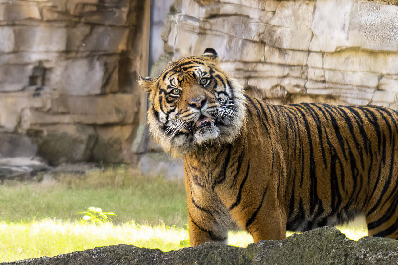 Tigre Busch Gardens