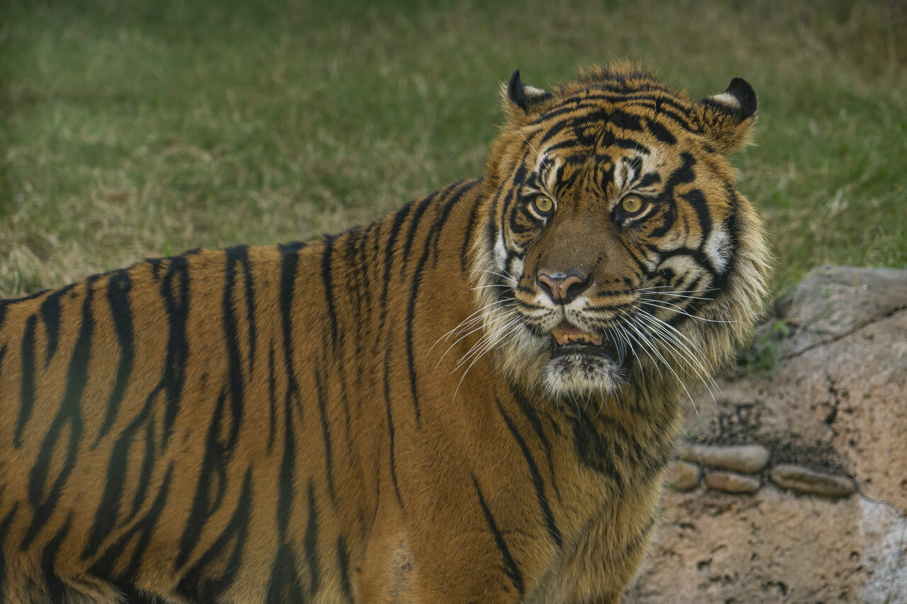 Tigre Busch Gardens