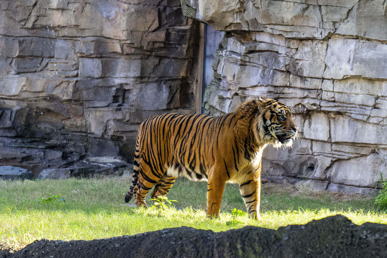 Tigre Busch Gardens