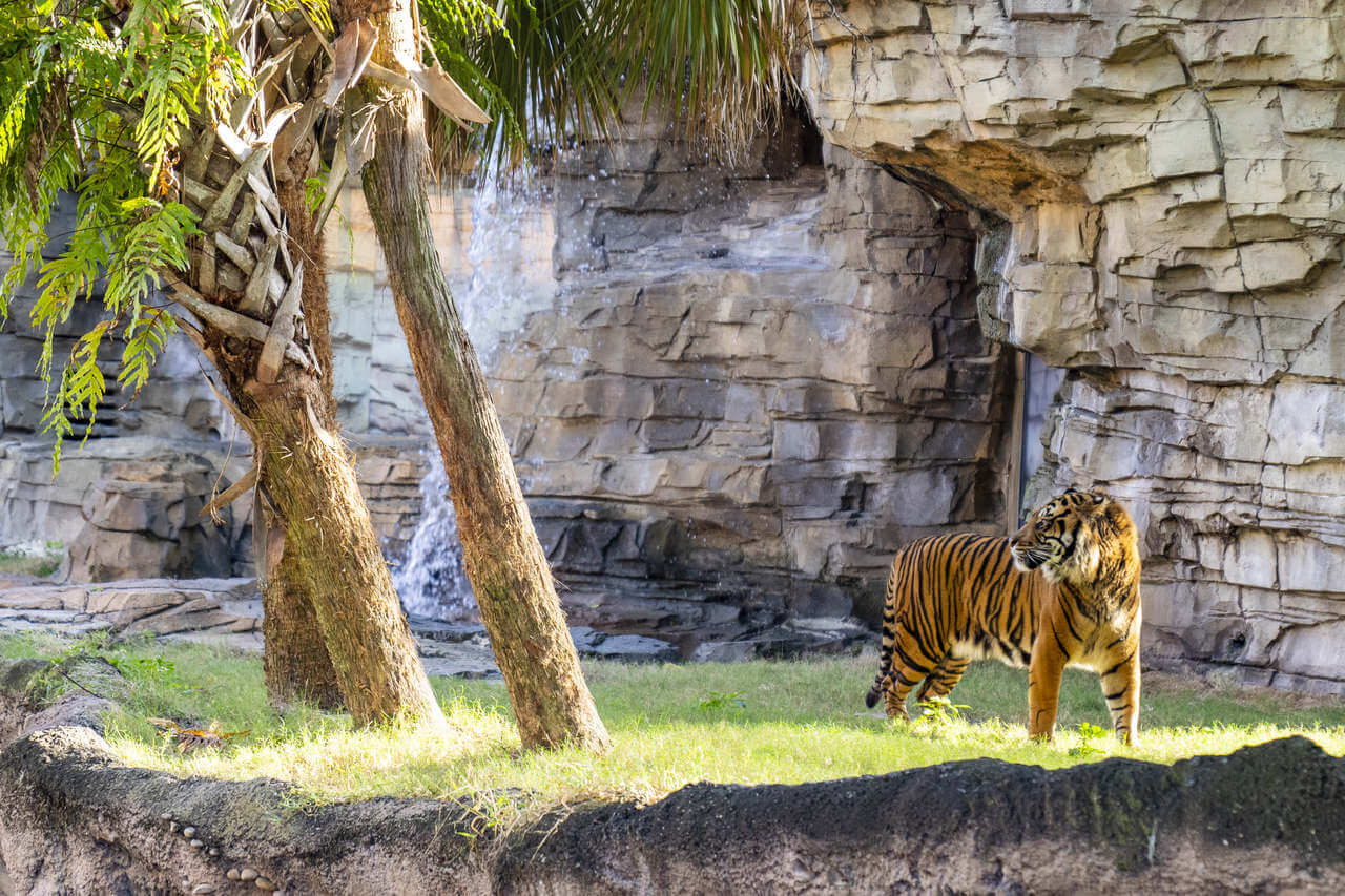 Tigre Busch Gardens