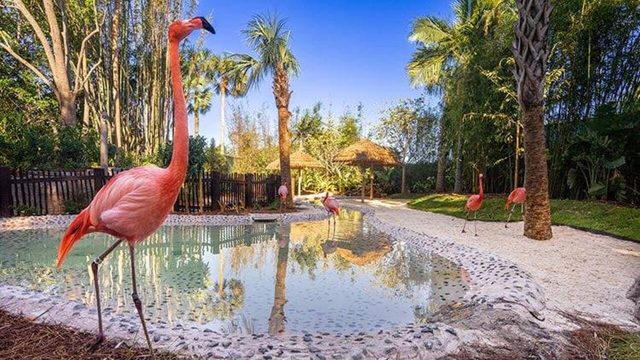 Novo Flamingo Point é inaugurado no Discovery Cove