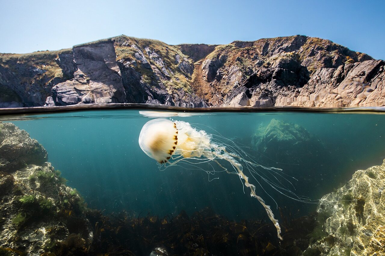 Oceanos com David Attenborough