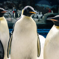 pinguins-imperadores