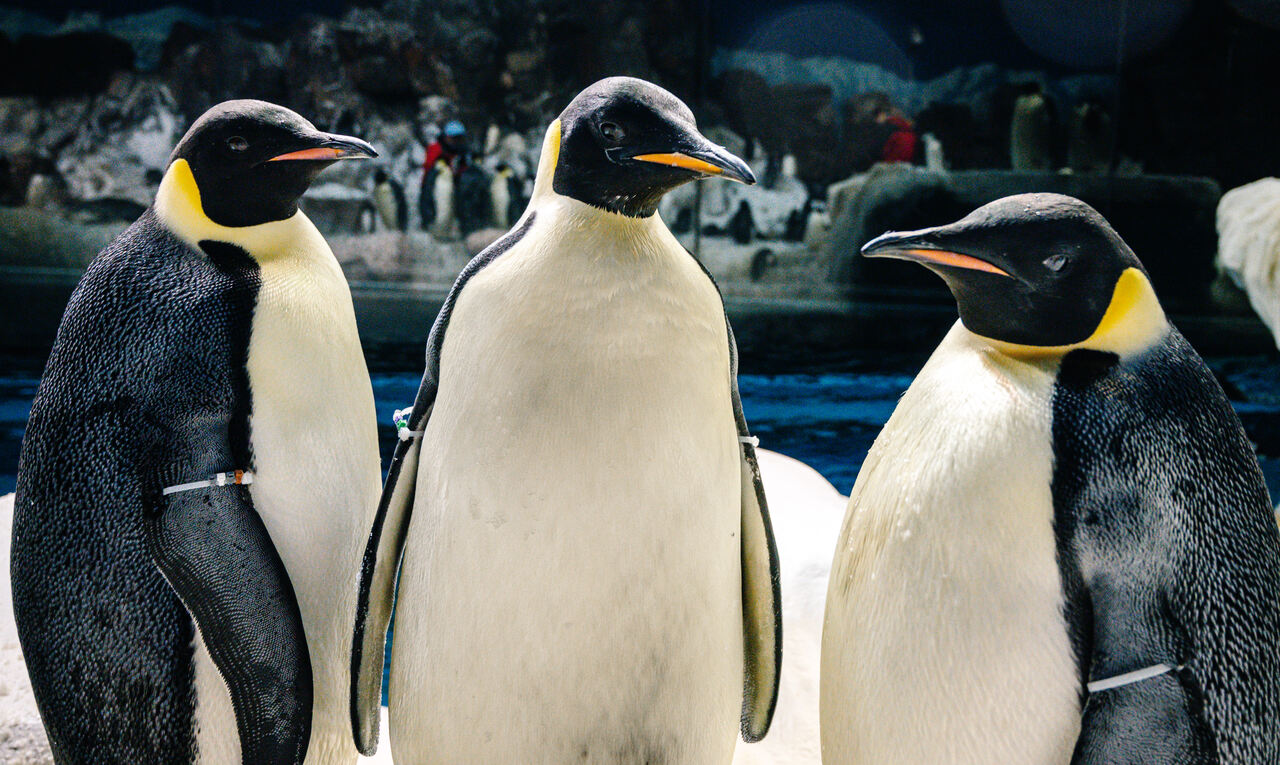 SeaWorld Orlando apresenta pela primeira vez os únicos pinguins-imperadores do hemisfério ocidental