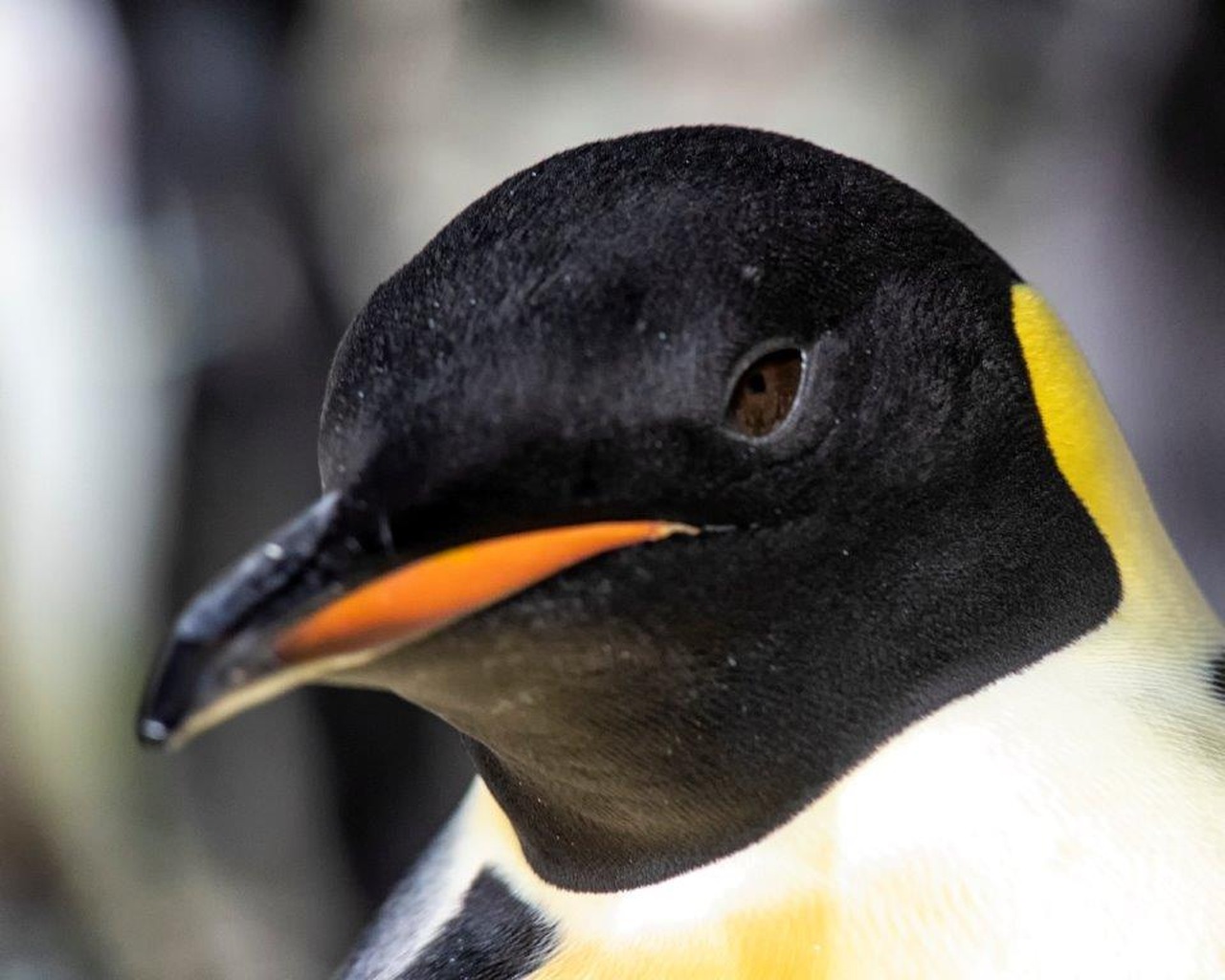 pinguins-imperadores