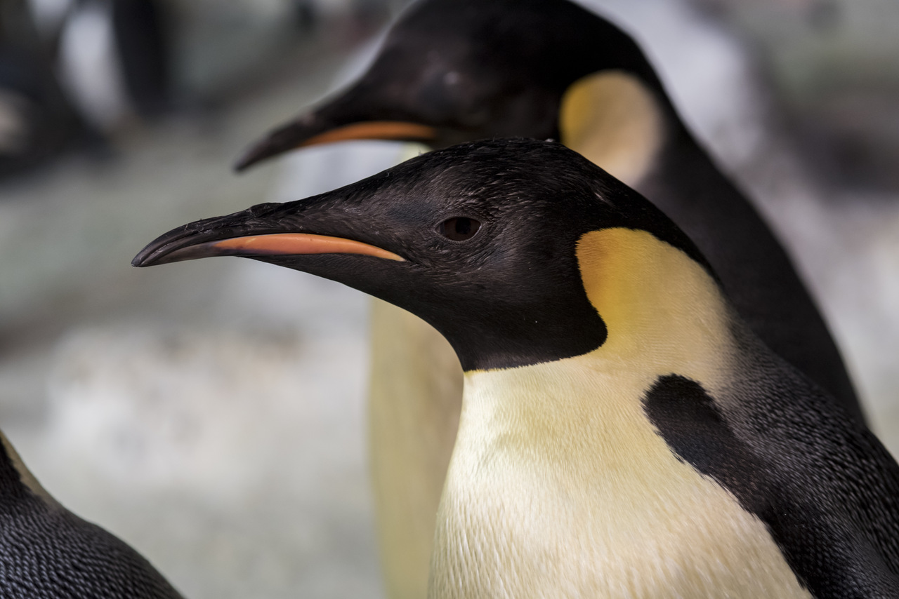 pinguins-imperadores