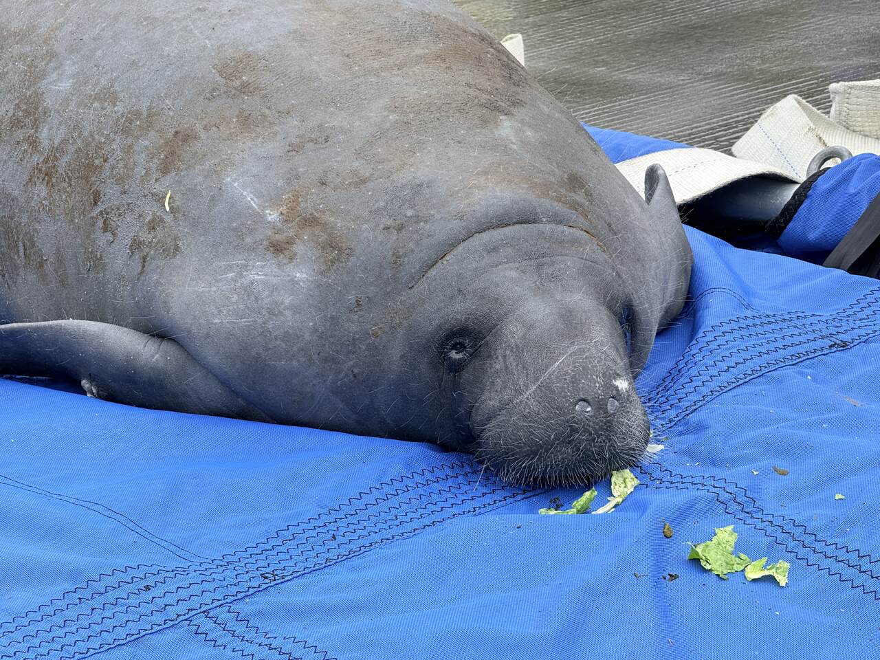 SeaWorld Rescues