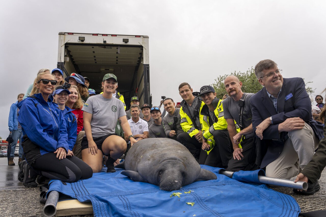 SeaWorld Rescues