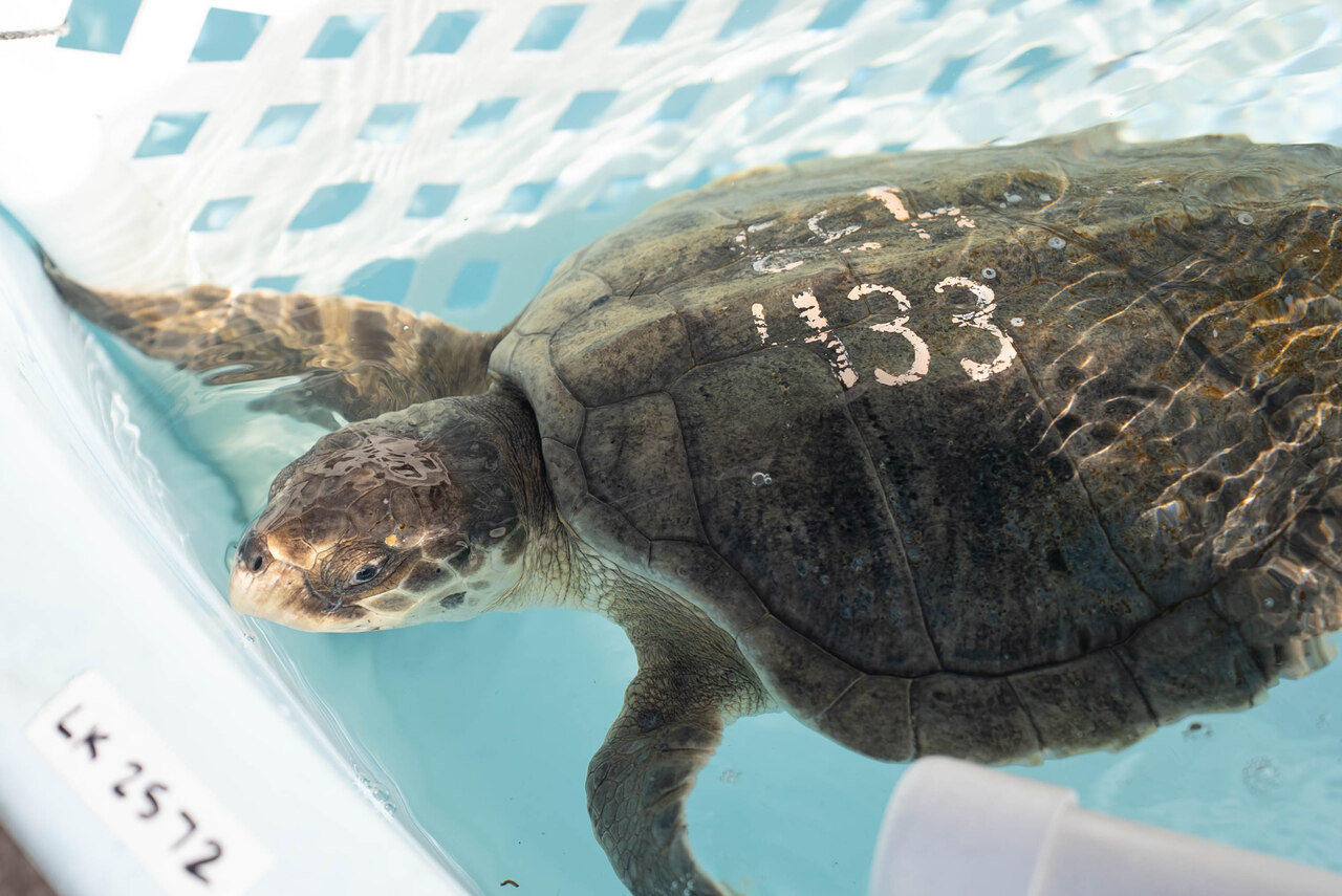 SeaWorld Rescues