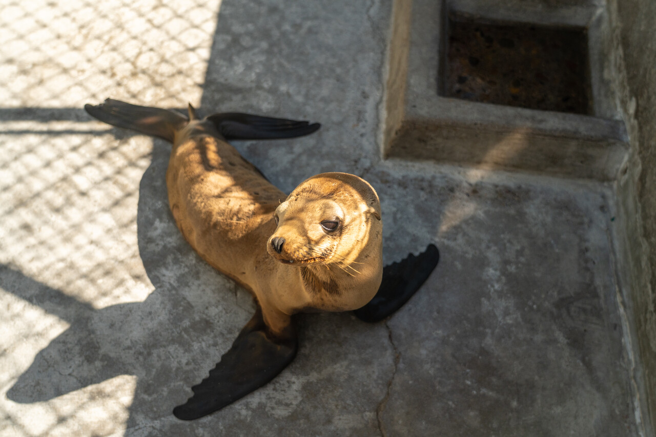 SeaWorld Rescues